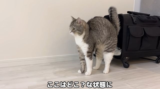 名作アニメ140作品以上が無料配信 Youtubeが11 26 28 アニメウィークエンドを開催 モデルプレス