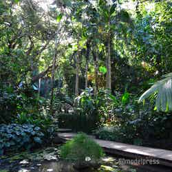 スリーピング ジャイアント植物園/フィジー(C)モデルプレス