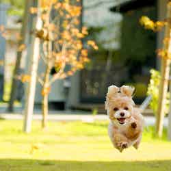 別邸四季/提供画像