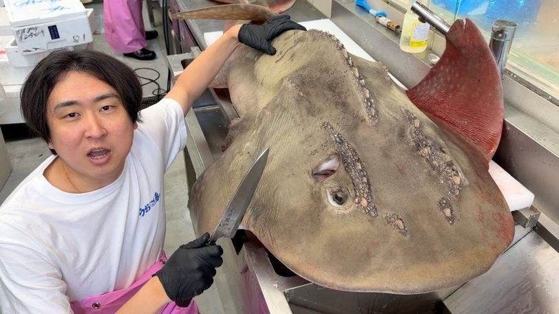 120kgの幻の魚を捌いたら、腹の中からタコ、ガニ、伊勢エビ、ウミヘビまでが