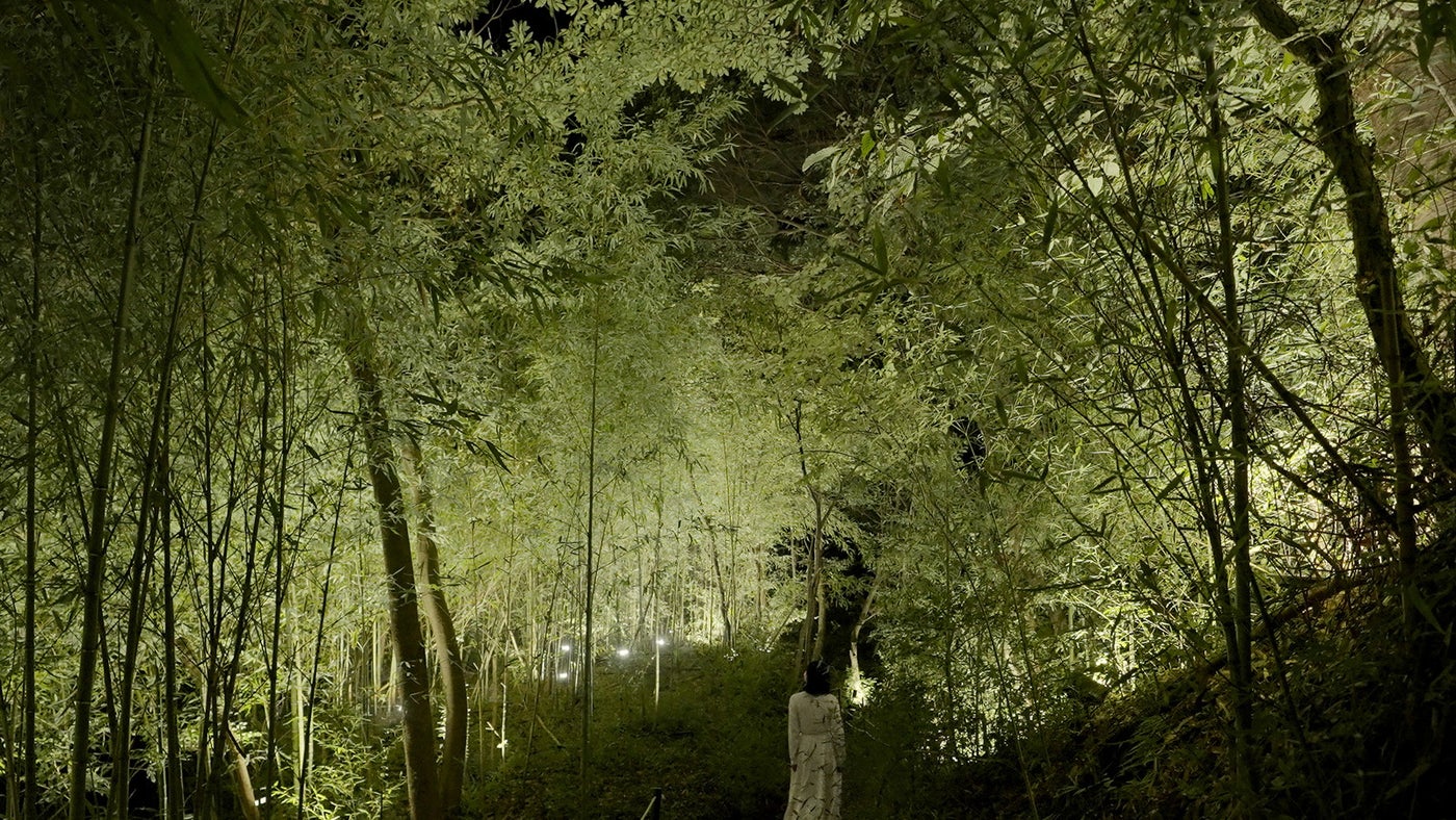 隠田跡の水の中の道。チームラボ《隠田跡の水鏡の道》、《隠田跡》、《幽谷の呼応する森》（C）チームラボ