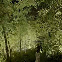 隠田跡の水の中の道。チームラボ《隠田跡の水鏡の道》、《隠田跡》、《幽谷の呼応する森》(C)チームラボ