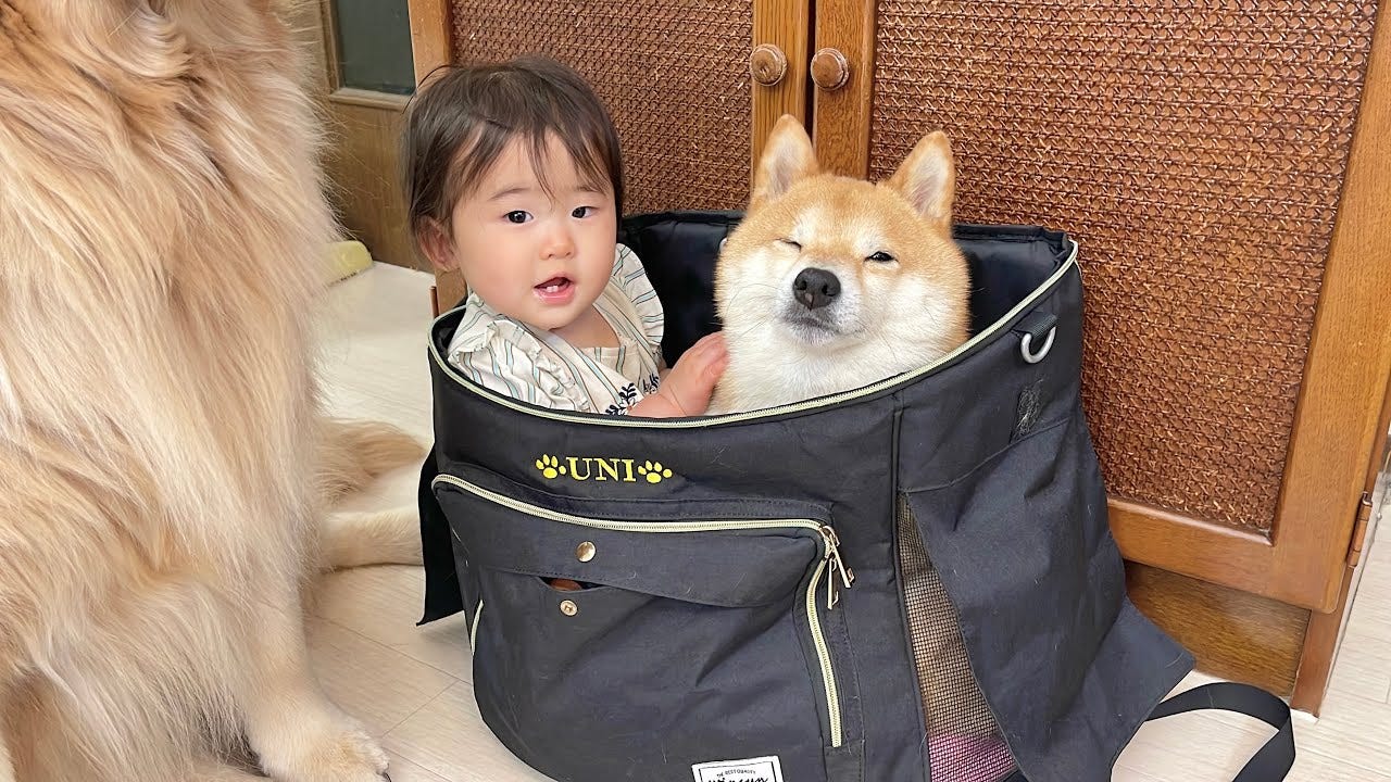 豆しば・うにとほのちゃん、仲良くリュックINしてどこへ？