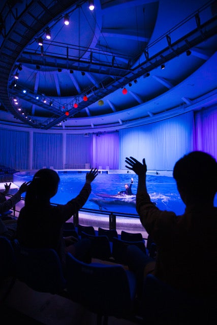 夜のイルカ&アシカショー[オーシャンナイトライブ] （提供画像）