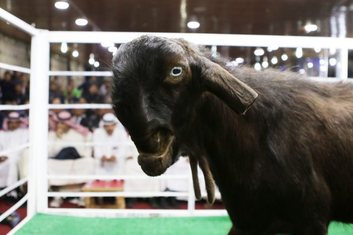 ダマスカスヤギ/Photo by Getty Images