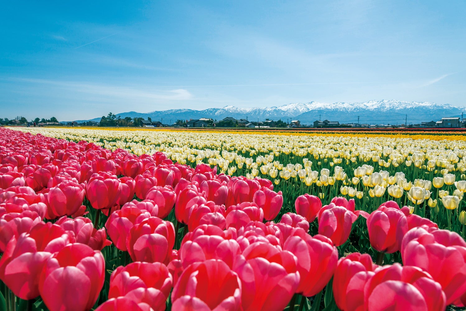 にゅうぜんフラワーロード／提供画像