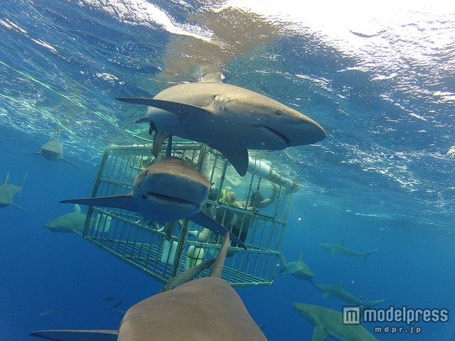 間近で見るサメは迫力満点／photo by kalanz