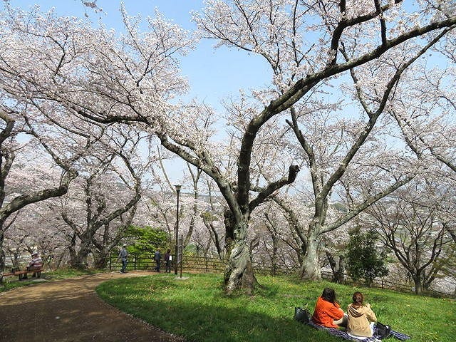 【絶景】地元の人しか知らない？奈良「桜の穴場スポット」