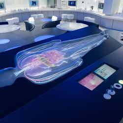 人体模型/画像提供:第一三共株式会社