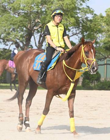 【東海S】バトルクライ もうひと花咲かせたい 7歳も衰えなし「メリハリつけて順調」豪快差し切りに期待