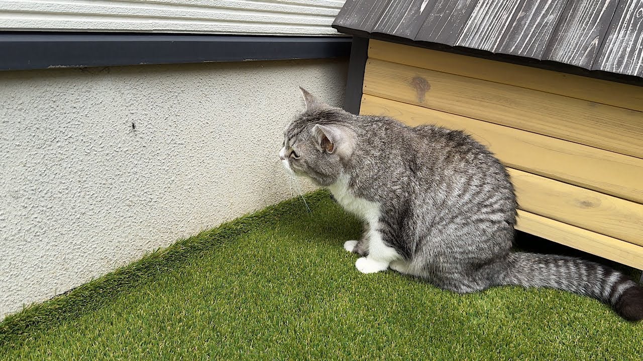 猫が庭で侵入者を発見！その時の反応がかわいすぎる…