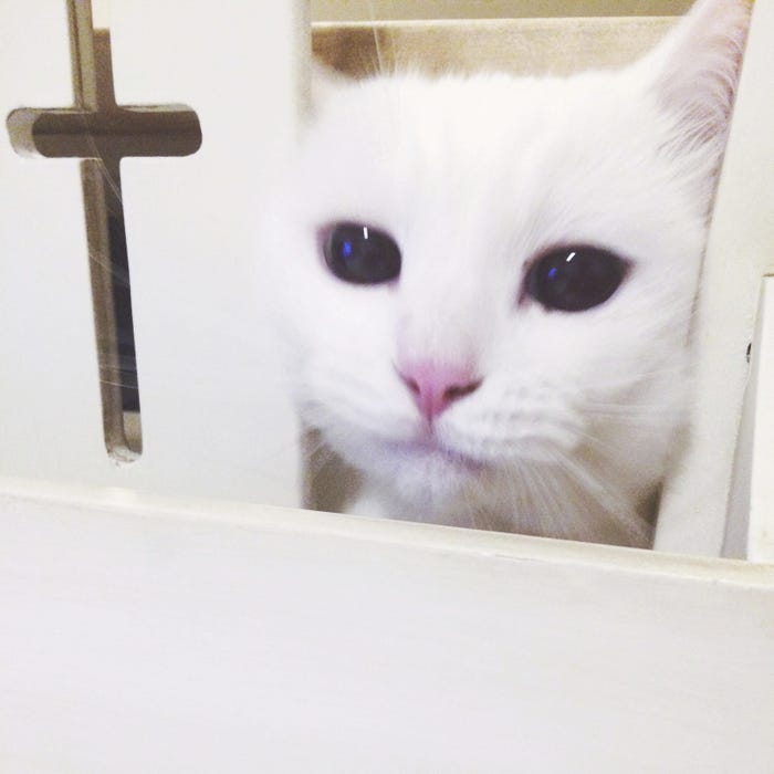美女とペット 鈴木えみの愛猫 ダニョ の可愛さがとまらない 真っ白ふわふわボディにキュン モデルプレス 美女とペット 鈴木えみの愛猫 ダニョ の可愛さがとまらない 真っ白ふわふわボディにキュン モデルプレス