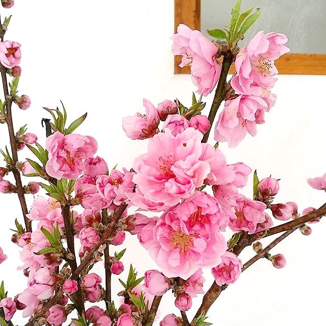 赤い花の花言葉といえば 素敵な意味が込められた植物を春夏秋冬別にご紹介 モデルプレス