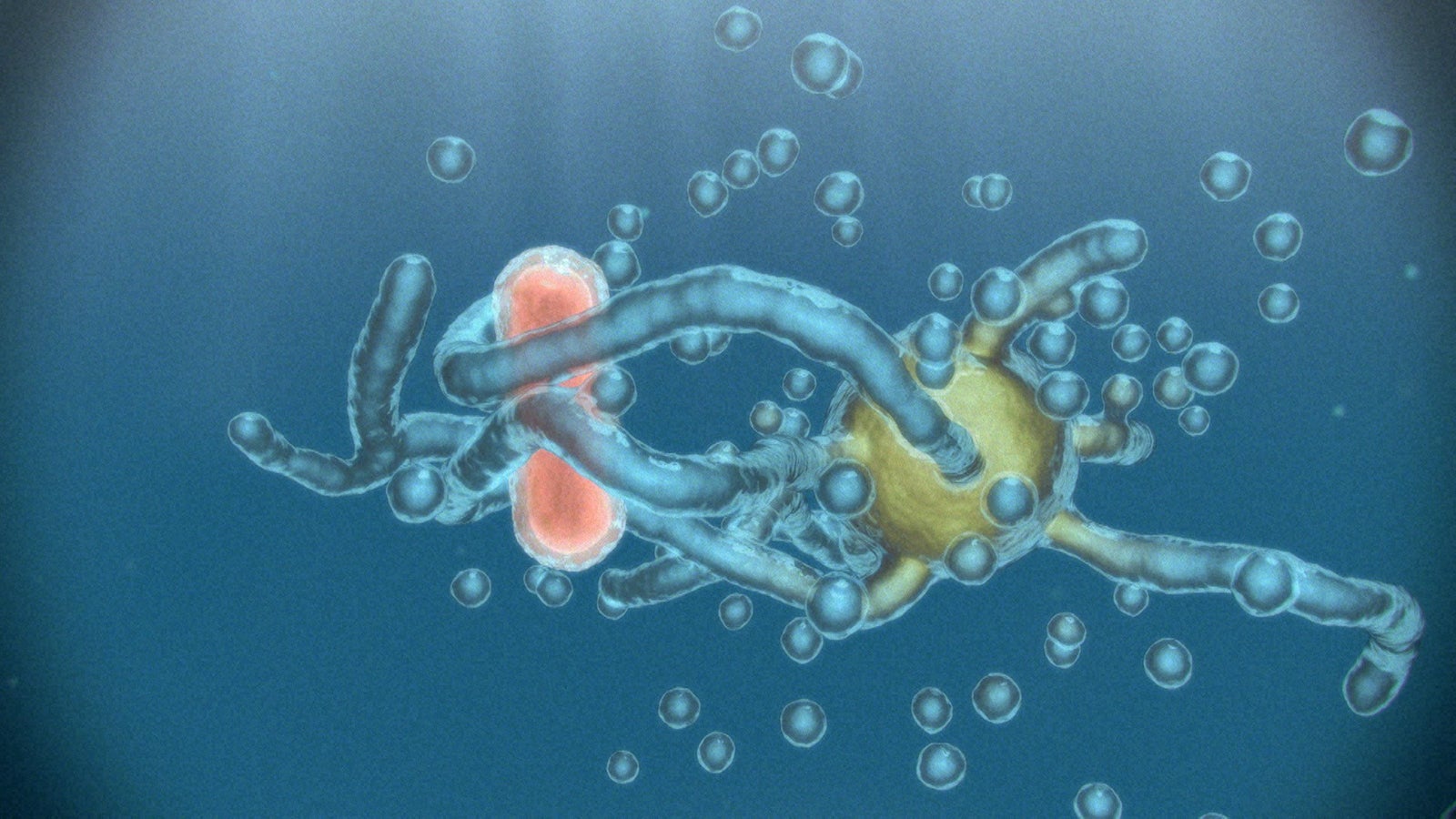 「超・進化論 キッズ＆ティーンズ特別編」（C）NHK