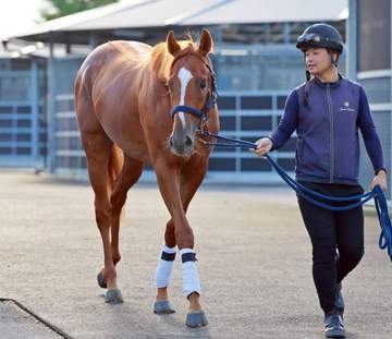 【新馬戦】ノーマンデー 乗り込み十分 叔母は17年桜花賞馬・レーヌミノル 茶木師「動きは水準以上」