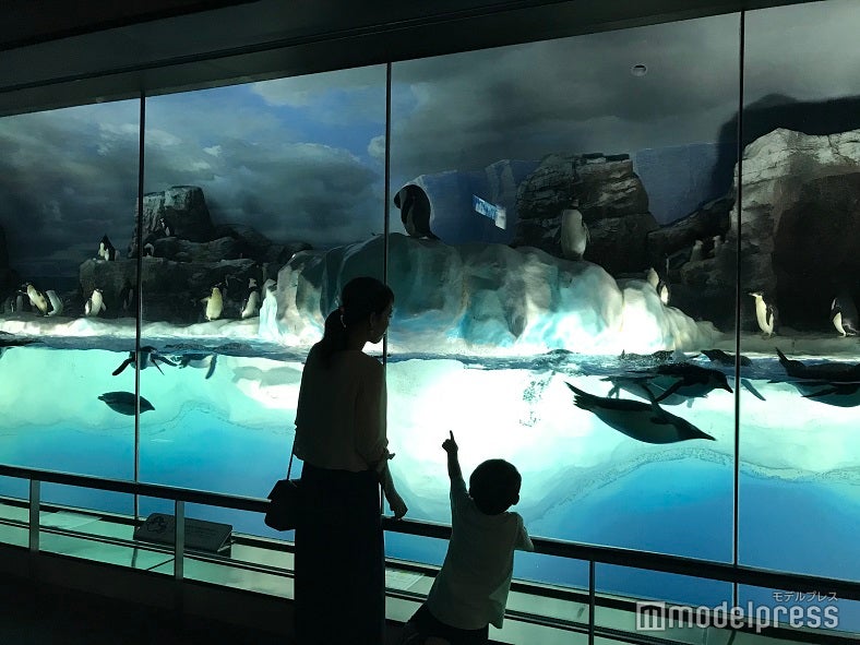 名古屋港水族館のペンギン水槽