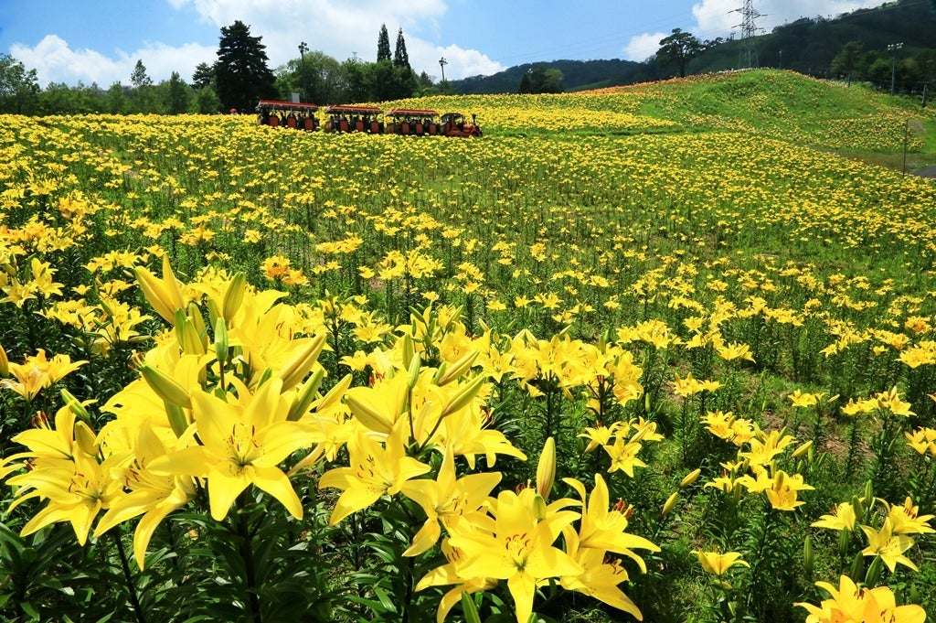 フラワートレイン／画像提供：中部スノーアライアンス