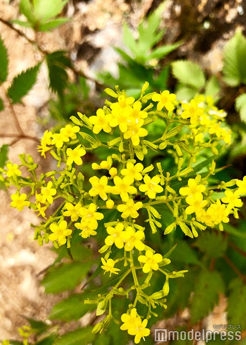 高山植物（C）モデルプレス