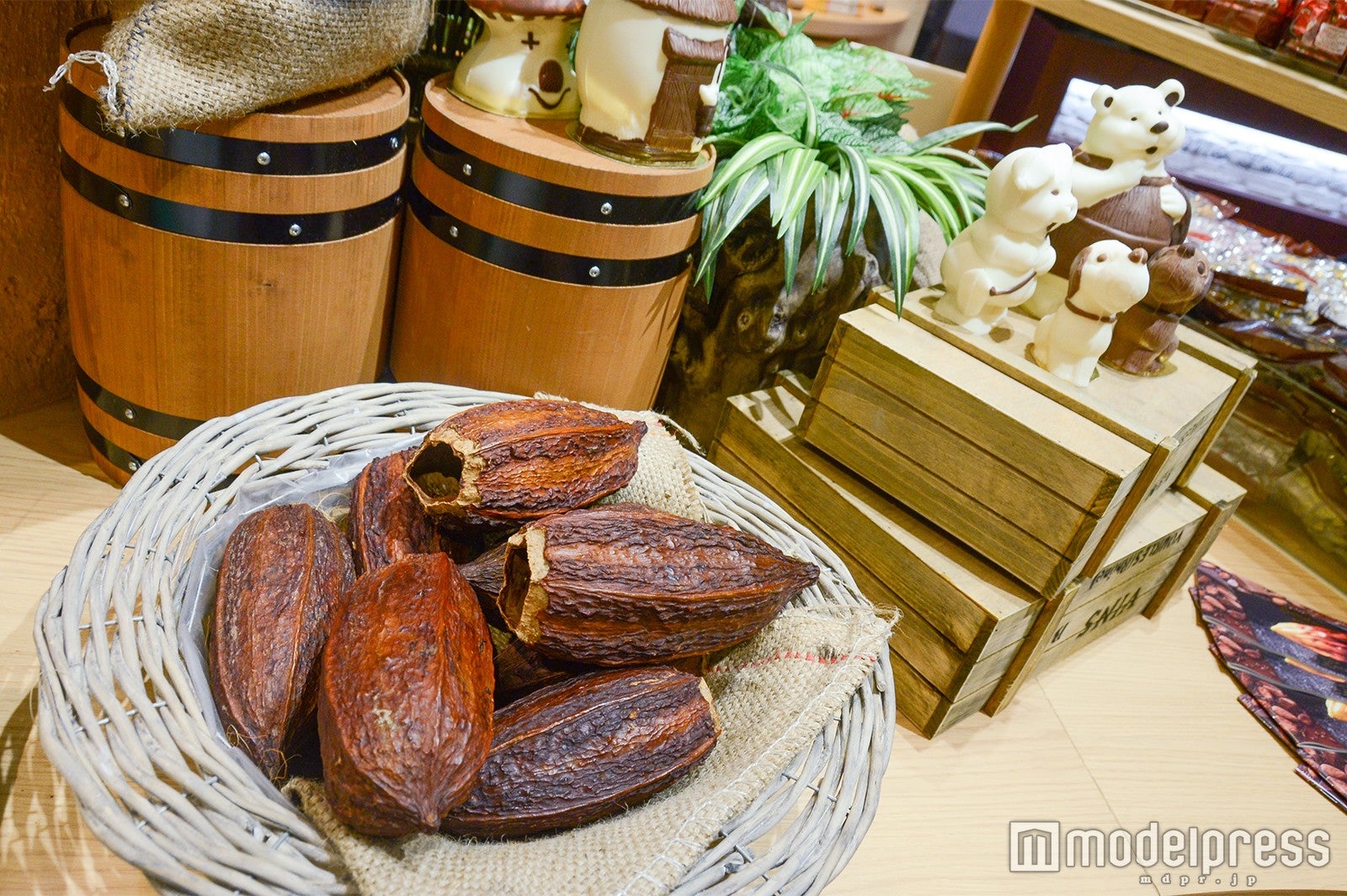 本物のカカオは存在感も大（C）モデルプレス