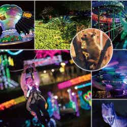 伊豆高原グランイルミ/画像提供:伊豆シャボテン公園