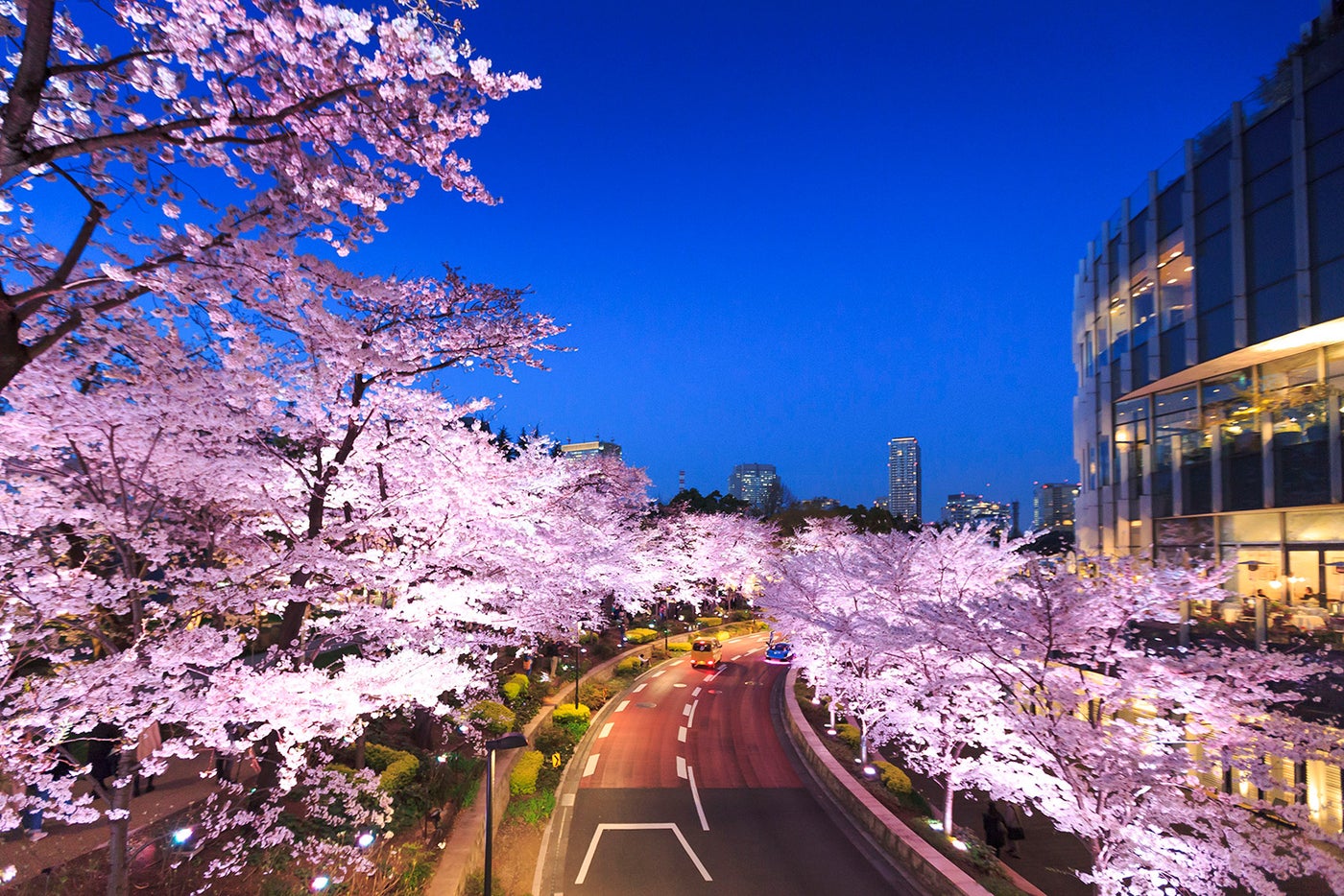 「Midtown Blossom 2018」東京ミッドタウンで開催　夜は桜並木がライトアップ／画像提供：東京ミッドタウン