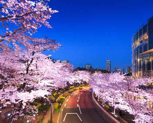 「Midtown Blossom 2018」東京ミッドタウンで開催 夜は桜並木がライトアップ
