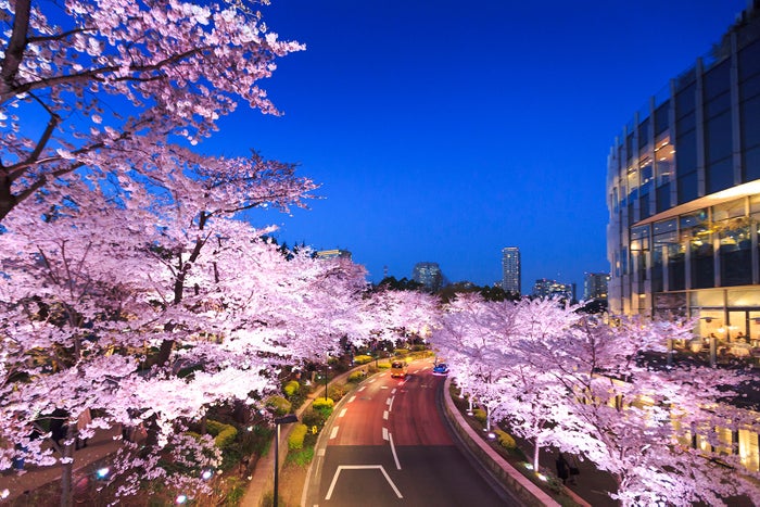 Midtown Blossom 18 東京ミッドタウンで開催 夜は桜並木がライトアップ 女子旅プレス Midtown Blossom 18 東京ミッドタウンで開催 夜は桜並木がライトアップ 女子旅プレス