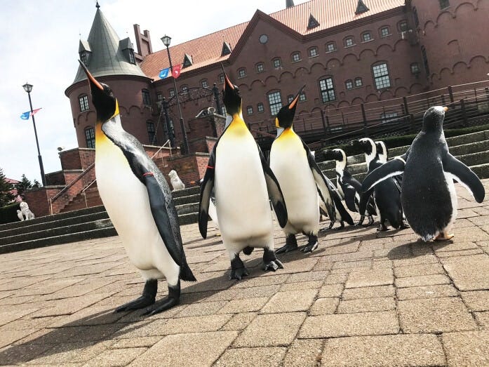1年中実施していて、人気のパフォーマンス「ペンギンパレード」