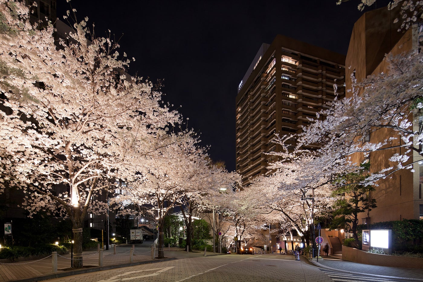 桜のライトアップ／画像提供：森ビル株式会社