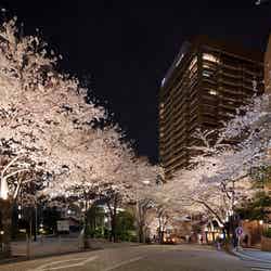 桜のライトアップ／画像提供：森ビル株式会社