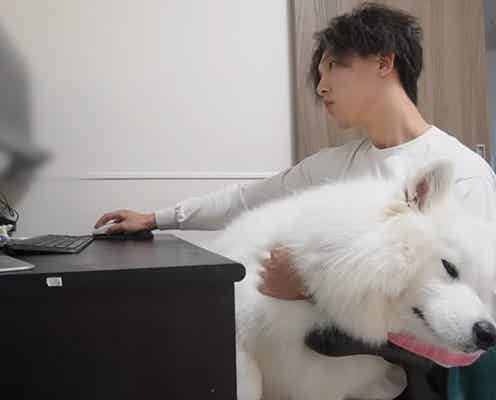 仕事をさせてくれない甘えん坊!大型犬りんたろうはパパが大好き
