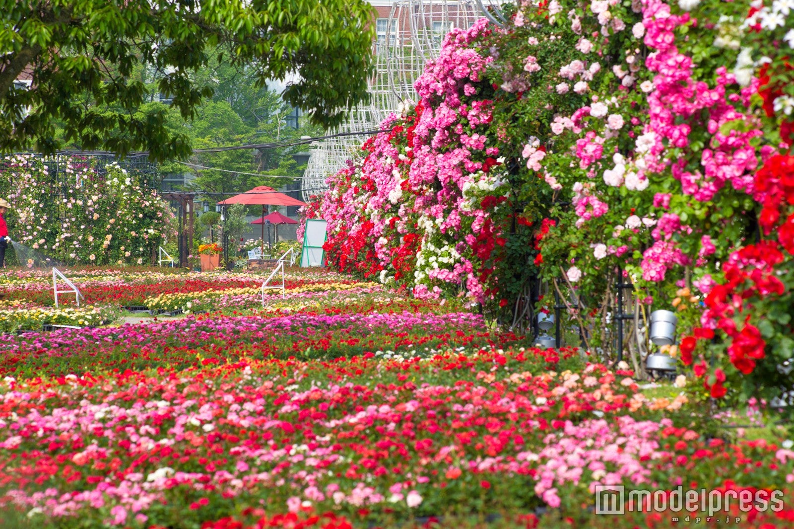 ランドスケープローズエリア／画像提供：ハウステンボス