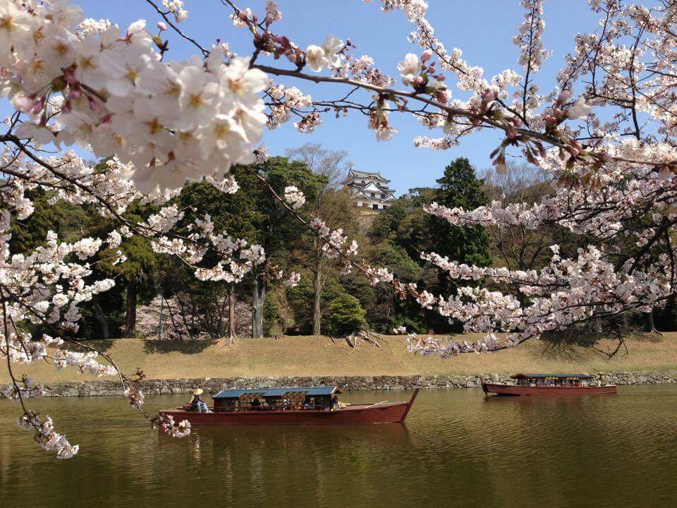 【真作】掛軸　平井楳仙　桜と塔の風景　幽玄の春景色　二重箱入　R136 真作】掛軸 平井楳仙 桜と塔の風景 幽玄の春景色 二重箱入 R136 絵画