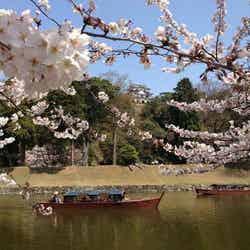 彦根城一帯の桜／写真提供：和田一繁