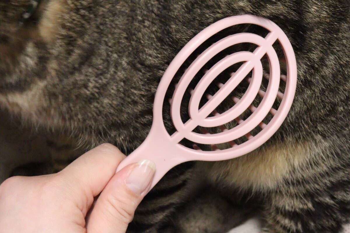 手で持ったピンク色のブラシの大きい方で猫の背中をブラッシング
