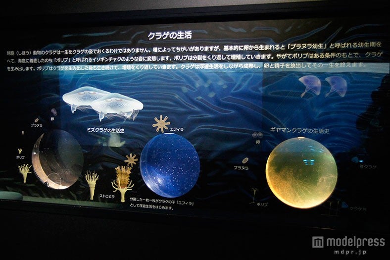 生体展示ゾーン／画像提供：株式会社グランビスタ　ホテル＆リゾート