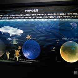 生体展示ゾーン/画像提供:株式会社グランビスタ ホテル&リゾート