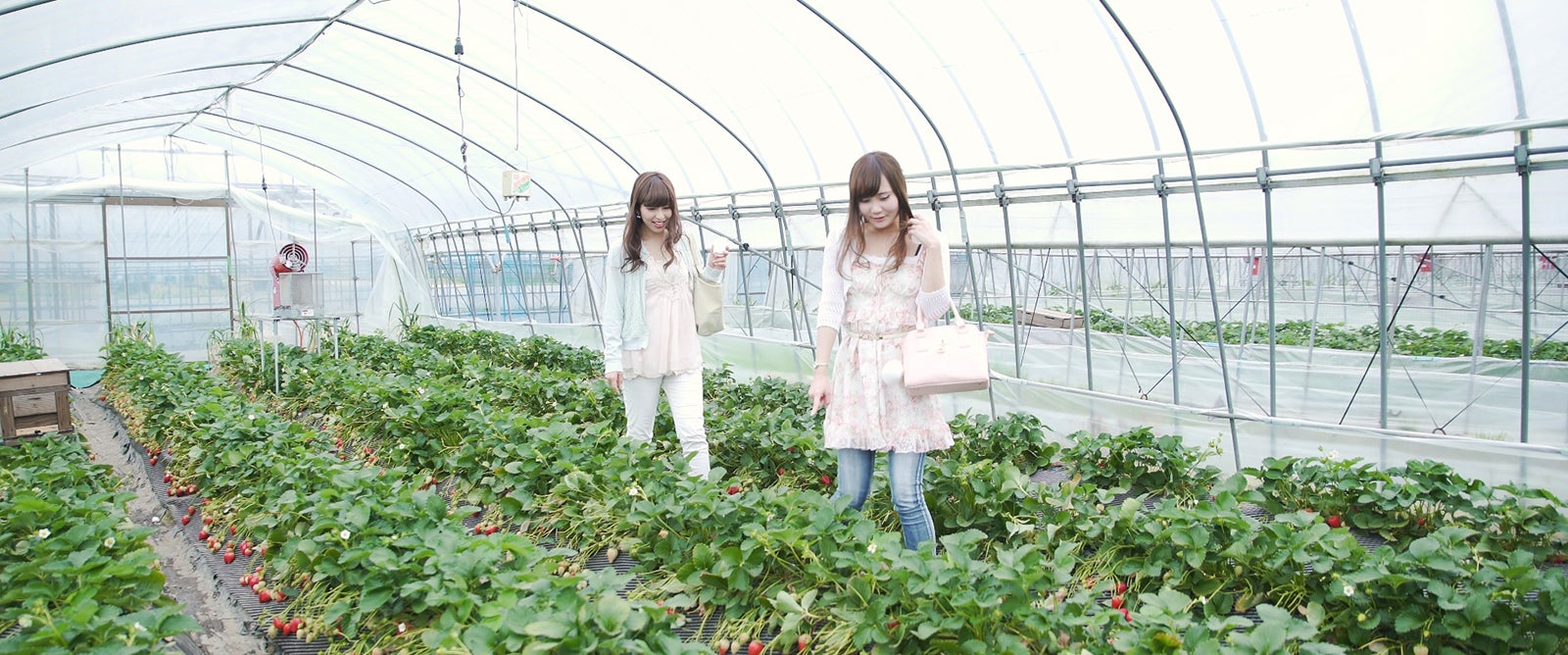 春が旬のいちごをお腹いっぱい味わって／小山市