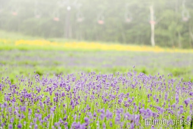 こいむらさきとニッコウキスゲのコントラスト／画像提供：東急リゾートサービス　玉原東急リゾート
