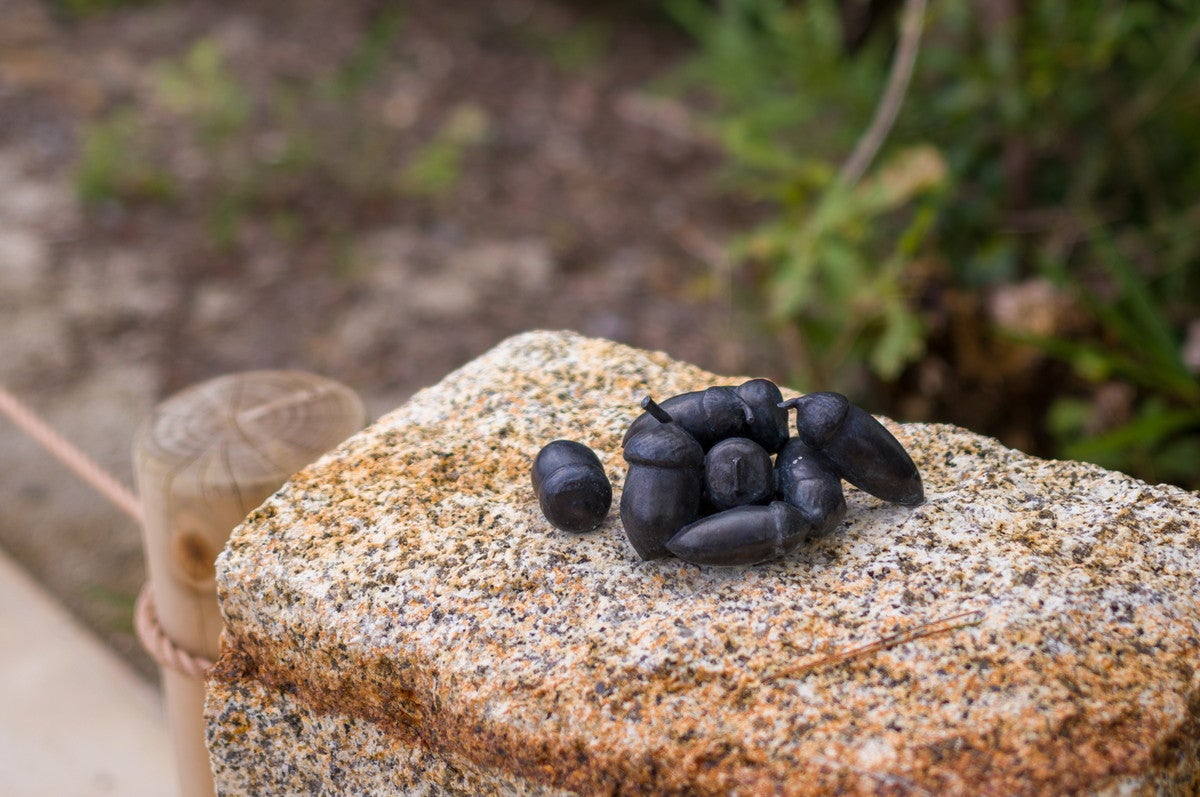 どんどこ森（C）Studio Ghibli