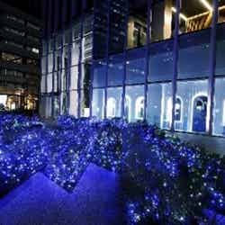 ヨコハマミライト(提供写真)