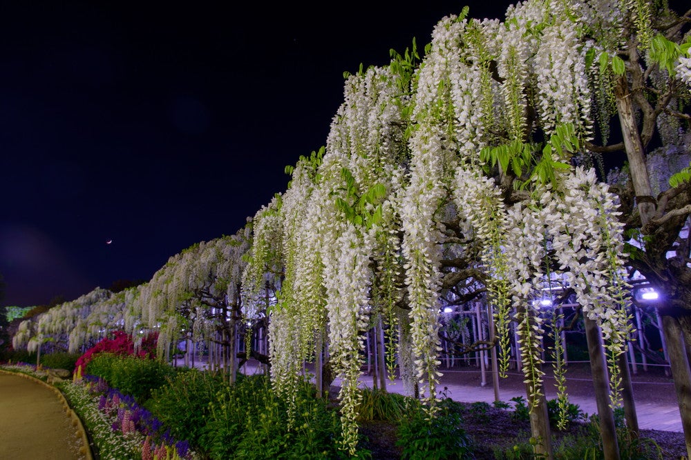 ふじのはな物語／画像提供：足利フラワーリゾート