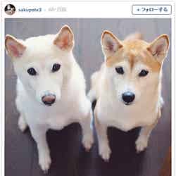 高垣麗子愛犬「さくぽて」Instagramより