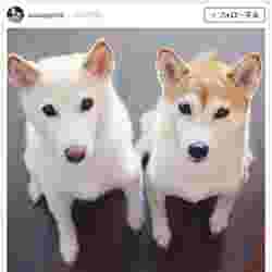 モデル タレントの ペット専用インスタ ブームに注目 アイドル級 愛猫 愛犬に数万フォロワー モデルプレス モデル タレントの ペット専用インスタ ブームに注目 アイドル級 愛猫 愛犬に数万フォロワー モデルプレス