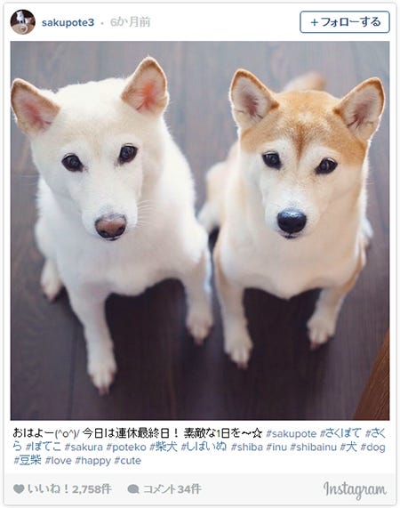 モデル タレントの ペット専用インスタ ブームに注目 アイドル級 愛猫 愛犬に数万フォロワー モデルプレス モデル タレントの ペット専用インスタ ブームに注目 アイドル級 愛猫 愛犬に数万フォロワー モデルプレス