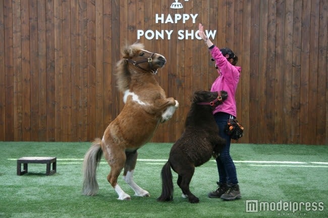 2012年から開催されている日本初のポニーショー／画像提供：ノーザンホースパーク