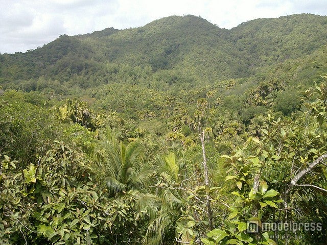 世界遺産「ヴァレ・ド・メ自然保護区」には森の中に散策路が敷かれている／photo by rwiedower