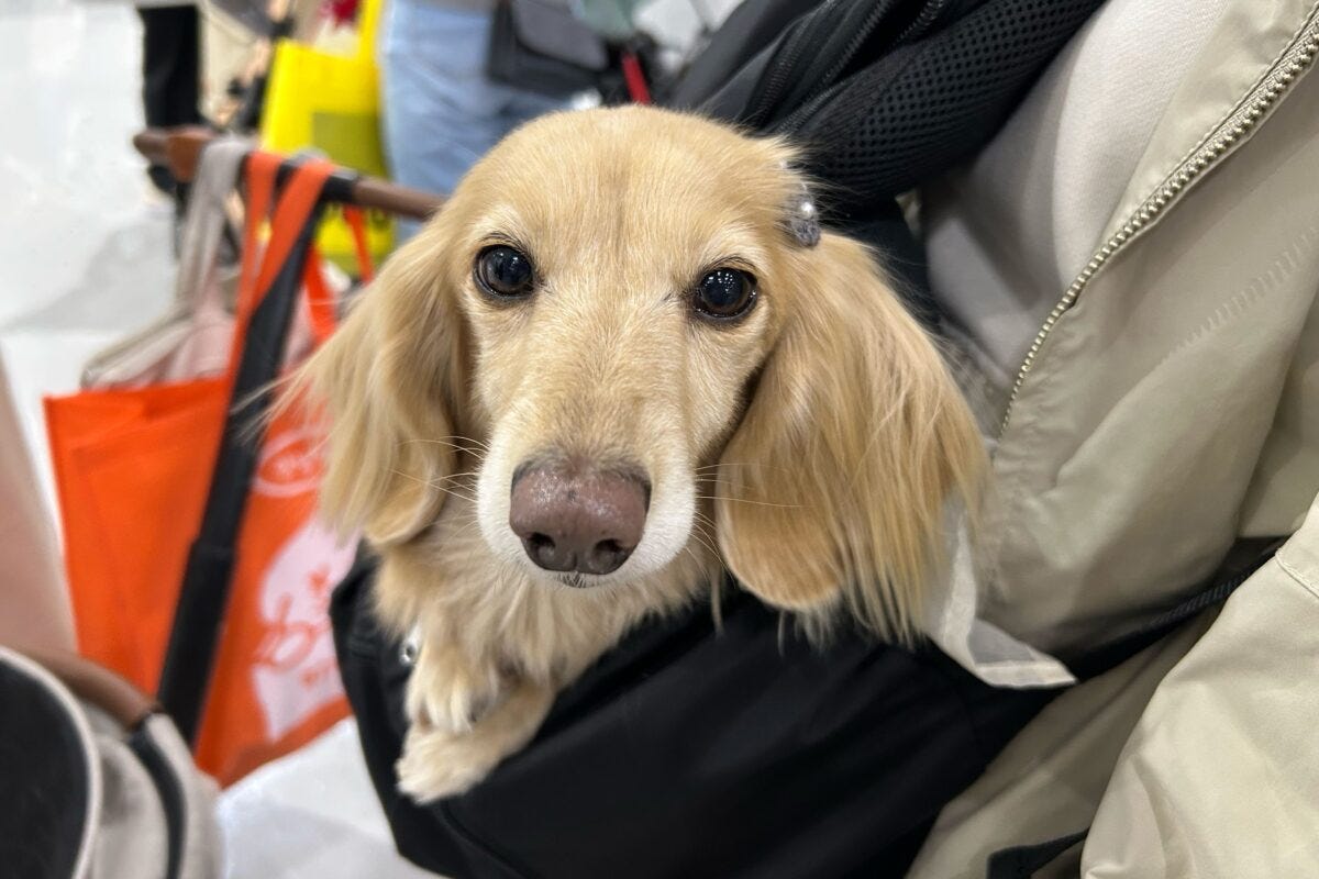 インターペット東京