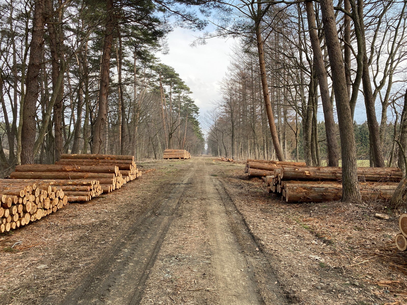 小岩井産材／提供画像
