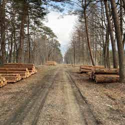 小岩井産材/提供画像